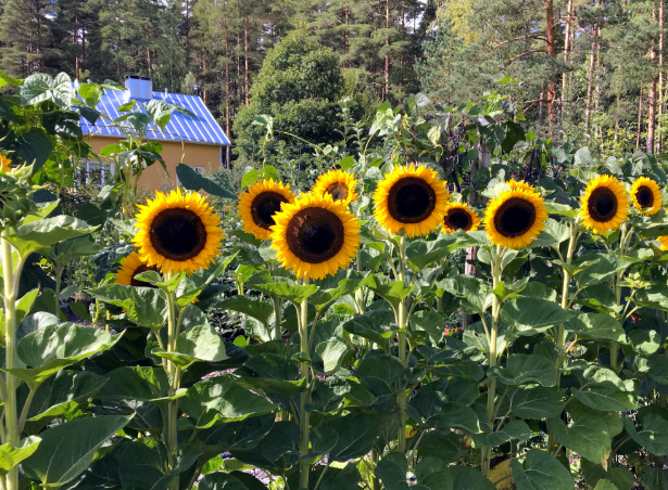 Tallbacka trädgård